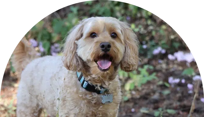 Friendly dog with curly cream-colored coat wearing collar outdoors in garden setting.