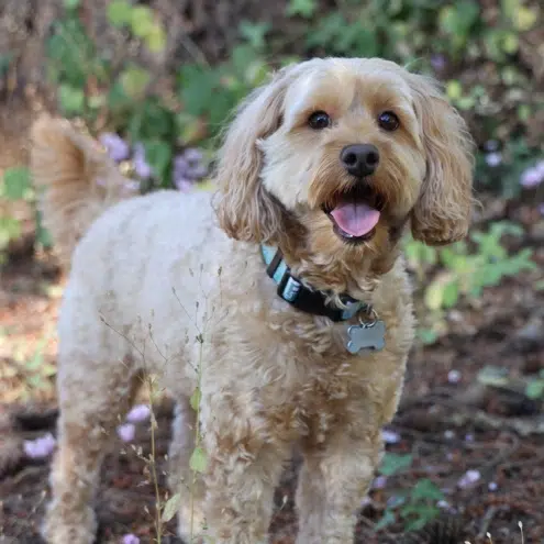 Friendly cream-colored dog wearing blue collar, smiling outdoors near greenery.